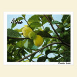 Hawaiian Guava Postcard postcards