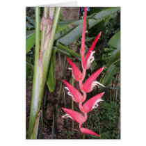 Hawaiian Hanging Heliconia cards