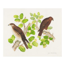 Hawaiian Hawks posters by joeyartist Hawaiian Hawks posters