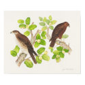 Hawaiian Hawks posters by joeyartist Hawaiian Hawks posters