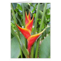Hawaiian Heliconia cards