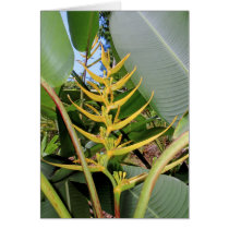 Hawaiian Heliconia cards