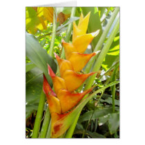 Hawaiian Heliconia cards