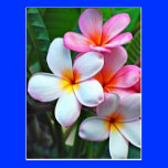 Hawaiian Hibiscus Flower postcard postcards