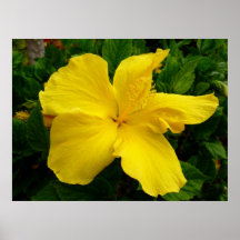 Hawaiian Hibiscus Print