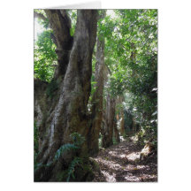 Hawaiian Hiking Trail Greeting Cards