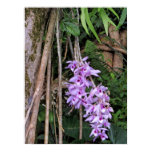 orchid, honohono, lavender, purple, hawaii,
