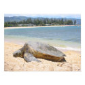 Hawaiian Honu posters by BNLsDreamCo Hawaiian Honu posters