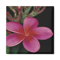 Hawaiian Magnet by Natures_Best_Images Hawaiian Magnet