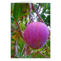 Hawaiian Mango Greeting Card