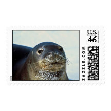 Hawaiian Monk Seal Postage Stamps