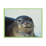 Hawaiian Monk Seal Postcards