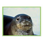 Hawaiian Monk Seal Postcards
