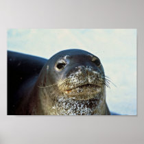 Hawaiian Monk Seal Posters