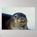 Hawaiian Monk Seal Posters
