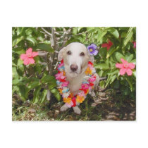 Hawaiian Myrtie Postcard