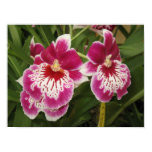 orchids, photograph, poster, fuschia, hawaii