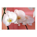 Hawaiian Orchids Number Three Print