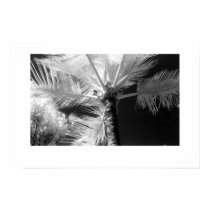 Hawaiian Palm Tree posters by MelanieAmberPearson Hawaiian Palm Tree posters