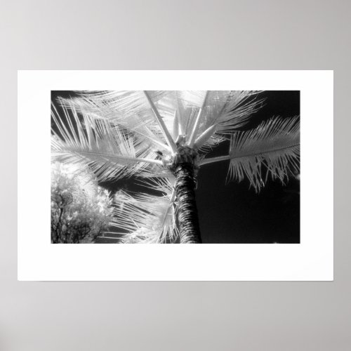 Hawaiian Palm Tree print