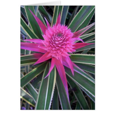 pink pineapple panorama