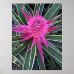 Hawaiian Pink Pineapple posters