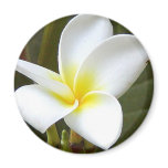 Hawaiian Plumeria Magnet
