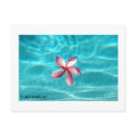 Hawaiian Plumeria Postcard