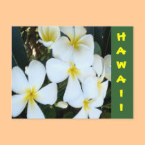 Hawaiian Plumeria Postcard by suziesplace Hawaiian Plumeria Postcard