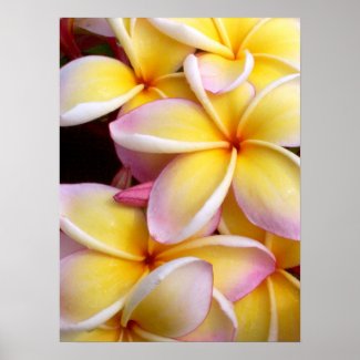 Hawaiian Plumeria Print