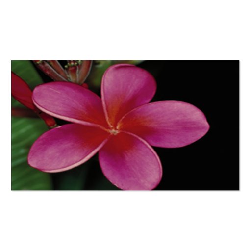 Hawaiian Plumeria Profile Card Business Card (back side)
