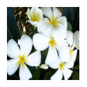 Hawaiian Plumeria T-Shirt by suziesplace Hawaiian Plumeria T-Shirt