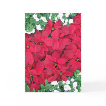 Hawaiian Poinsettias and Impatiens cards