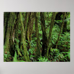 Hawaiian Rain Forest Print