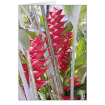 Hawaiian Red Heliconia and Ginger cards