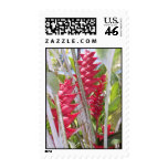 Hawaiian Red Heliconia and Ginger