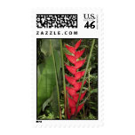 Hawaiian Red Heliconia