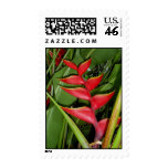 Hawaiian Red Heliconia