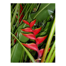 Hawaiian Red Heliconia posters
