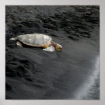 Hawaiian Sea Turtle Poster