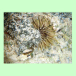 Hawaiian Sea Urchin posters