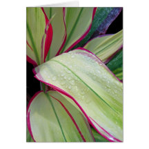 Hawaiian Ti Plant Cards