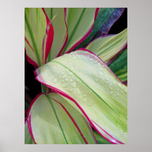 Hawaiian Ti Plant Poster