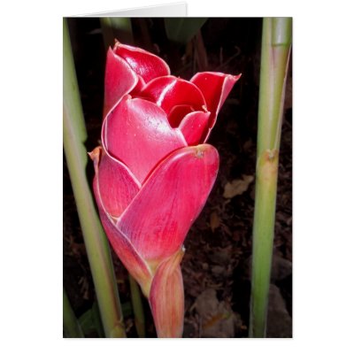 Hawaiian Torch Ginger Card by joeyartist