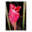 Hawaiian Torch Ginger cards