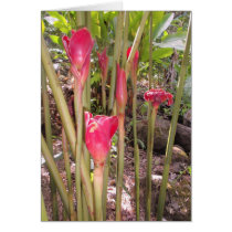 Hawaiian Torch Ginger cards
