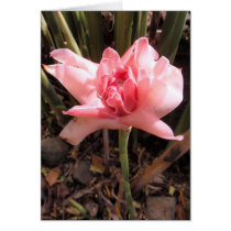 Hawaiian Torch Ginger cards