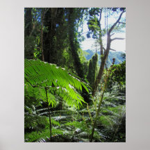 Hawaiian Tree Ferns Posters
