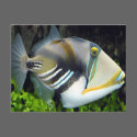 Hawaiian Tropical Fish Postcard by Natures_Best_Images Hawaiian Tropical Fish Postcard