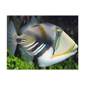 Hawaiian Tropical Fish Postcard